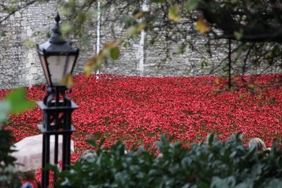 Blood Swept Lands and Seas of Red, Tower of London, 2014. av Sheldon Marshall