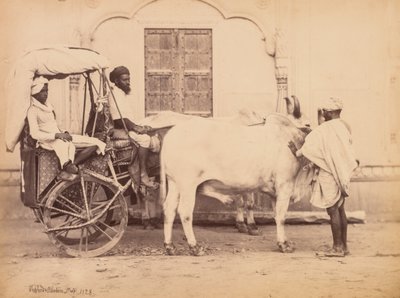 Bullock Cart, Delhi, 1863. av Shepherd and Robertson