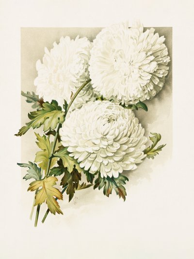 Krysantemum till julafton av Sidney Thomas Callowhill