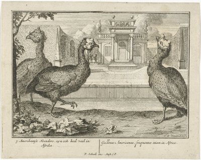 pärlhöns 3 American Fowl, är också mycket vanliga i Afrika (...) (titel på objekt) av Sieuwert van der Meulen