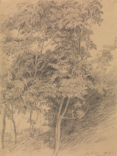 Trädstudie av Sir David Wilkie