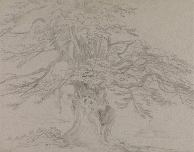 Trädstudie av Sir George Howland Beaumont seventh Baronet