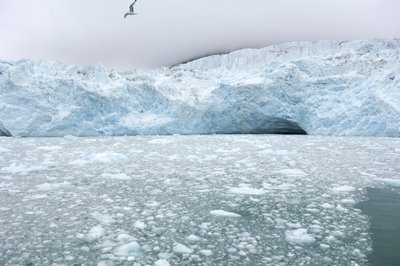 Isklumpar från närliggande glaciärer flyter i Arktiska havet, Svalbardöarna, Norge, 2022 (foto) av Sisse Brimberg