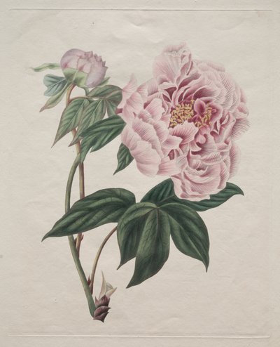 Kinesisk trädpion (Paeonia suffruticosa) av Smith