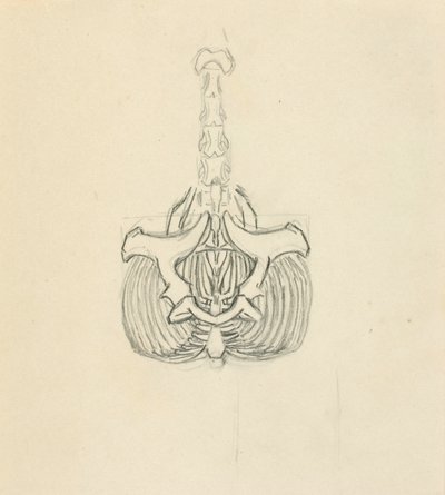 Pelvis av Solon H. Borglum