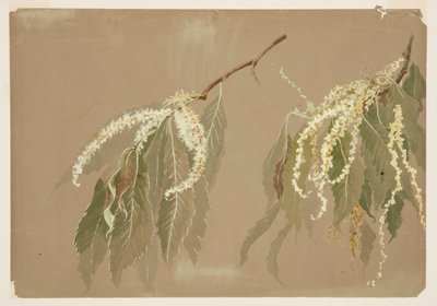 Studie av kastanjeträdsgrenar av Sophia L. Crownfield