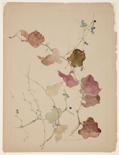 Studie av Clematis Vine med blå bär av Sophia L. Crownfield