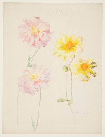 Studie av Dahlior av Sophia L. Crownfield