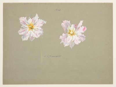 Studie av blekrosa pioner av Sophia L. Crownfield