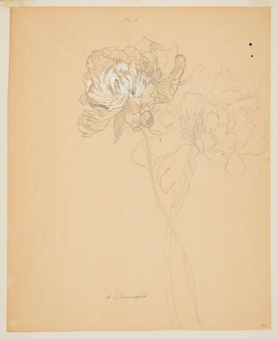 Studie av pioner av Sophia L. Crownfield