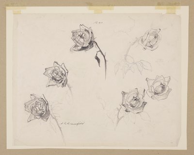 Studie av rosor av Sophia L. Crownfield