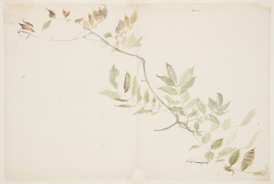 Studie av Wisteria lövverk av Sophia L. Crownfield