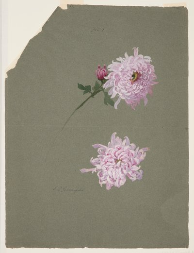 Två studier av violettkrysantemum av Sophia L. Crownfield