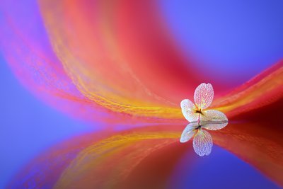 En ömtålig blommas spegelbild av Sophie Pan