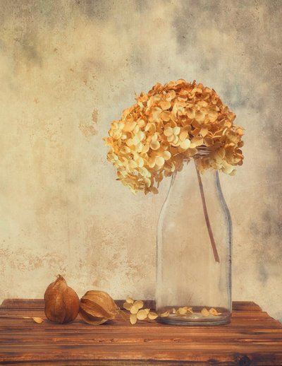 Stilleben med torkad hortensia av Sophie Pan