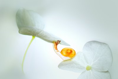 Snigelns resa genom blombladet av Sophie Pan