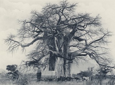 Ett baobabträd (s/v foto) av South African Photographer