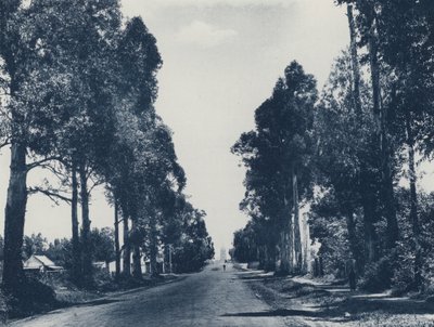 Avenue of Blue Gum Trees, Pretoria (s/v foto) av South African Photographer