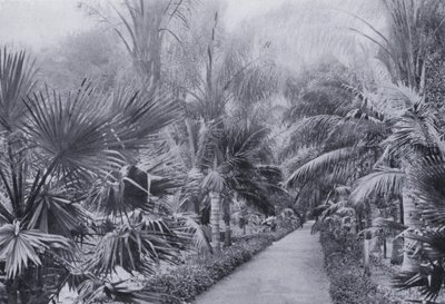 Palm Avenue, Botanic Gardens, Durban (s/v foto) av South African Photographer