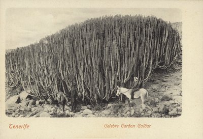 Män tittar på den berömda kaktusen vid Cardon på Teneriffa (svartvitt foto) av Spanish Photographer