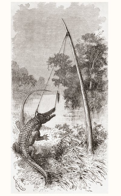 En alligatorfälla vid floden Oyapock eller Oiapoque, som bildar gränsen mellan Franska Guyana och Brasilien av Spanish School