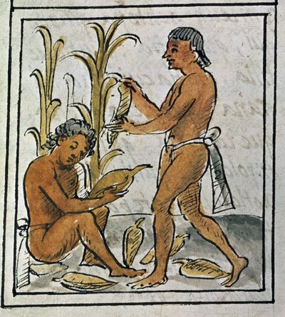 Codex om erövringen av Mexiko: plockning av majs av Spanish School
