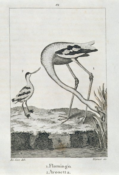 Flamingo och Avosetta, från A History of the Earth and Animated Nature, London 1816 (kopparplåtsgravyr) av Spanish School