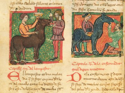 Ms 214 fol.26v Curing glossit in a horse, from Libro de Menescalcia y Albeyteria by Juan Alvarez, c.1390 av Spanish School