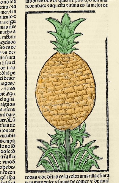 Representation av en ananas. Gravyr från boken "Indiens, öarnas och fastlandets allmänna historia"" av Gonzalo Fernandez de Oviedo (Gonzalo) eller Fernandez de, eller Hernandez de Oviedo y Valdes (1478-1557) av Spanish School