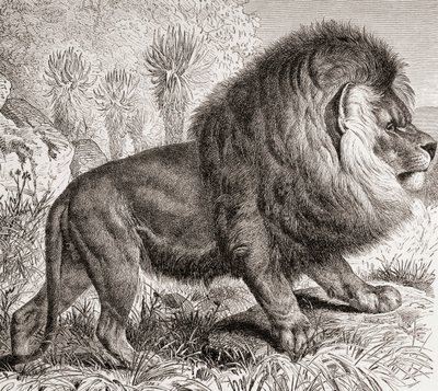 Cape Lion, nu utdöd, från "La Vida de los Animales" pub. ca 1885 (tryck) av Spanish School