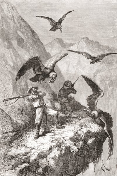 Édouard François André och hans följeslagare attackerades av kondorer nära Calacali, Pichincha-provinsen, Ecuador, under sin botaniseringsexpedition vid Andernas fot 1875-76 av Spanish School