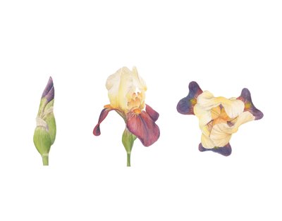 Skäggig iris, 2013 (akvarell) av Stacy Hsu