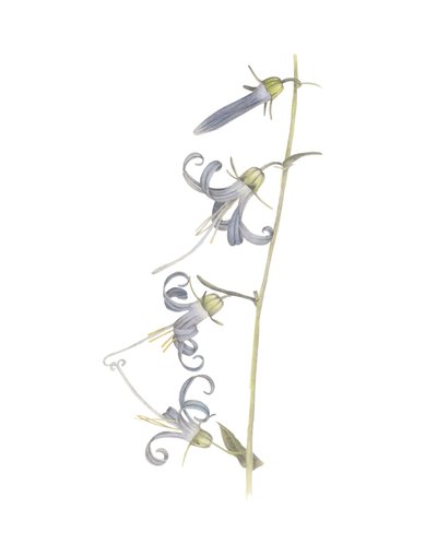 California Harebell, 2015 (grafitpenna och akvarell) av Stacy Hsu