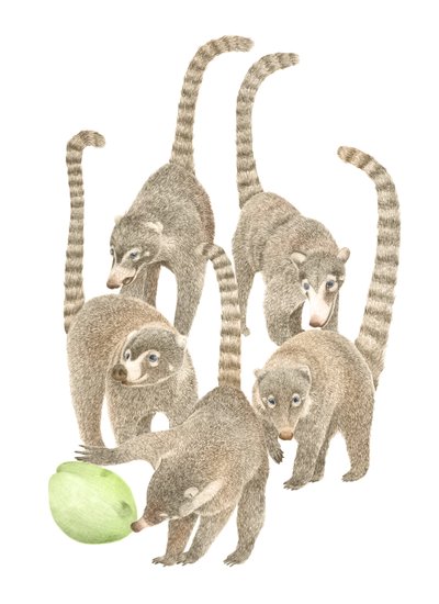 Costa Rica Coatis, 2019 (grafitpenna  digital) av Stacy Hsu