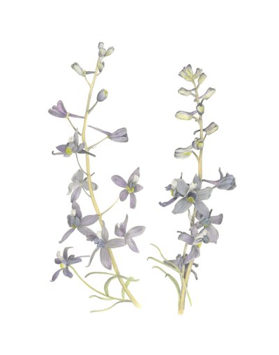 Larkspur, 2018 (grafitpenna  akvarell) av Stacy Hsu