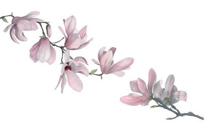 Magnolia, 2015 (grafitpenna och akvarell) av Stacy Hsu