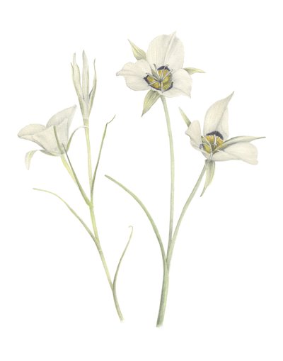 Mariposa Lily, 2018 (grafitpenna  akvarell) av Stacy Hsu
