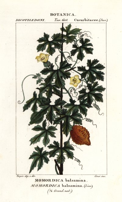 Afrikansk gurka, Momordica balsamina av Stanghi Stanghi