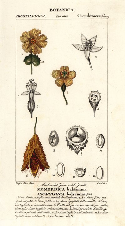 Afrikansk gurka, Momordica balsamina av Stanghi Stanghi