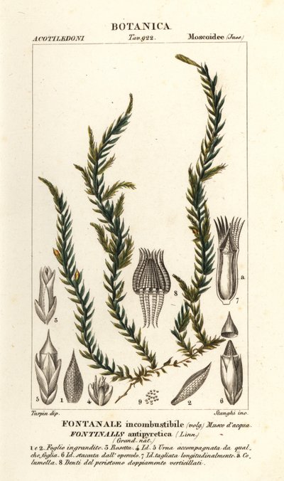 Antifever fontinalis mossa, Fontinalis antipyretica av Stanghi Stanghi