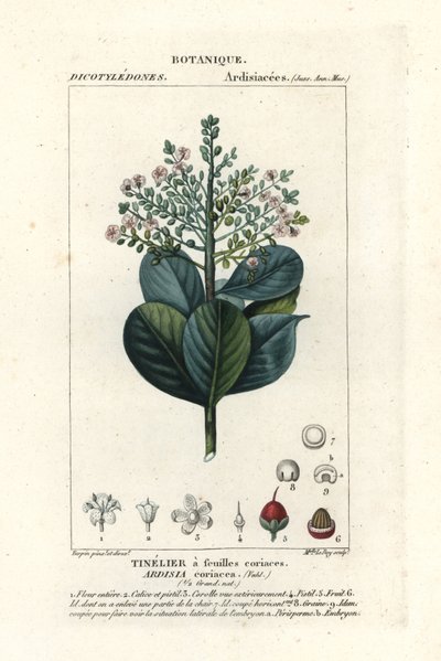Nötved, Ardisia coriacea av Stanghi Stanghi