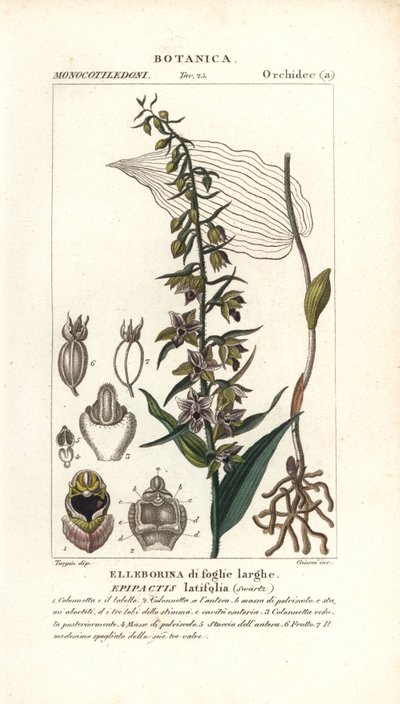 Bredbladig helleborinorkidé, Epipactis helleborine av Stanghi Stanghi