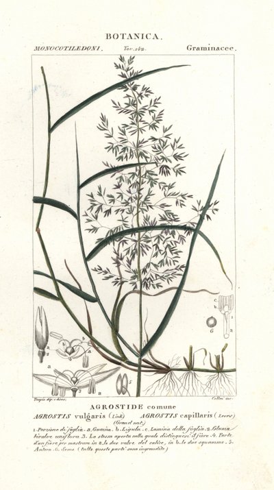 Vanlig böjd, Agrostis capillaris av Stanghi Stanghi