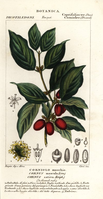 Cornelian körsbär, Cornus mas av Stanghi Stanghi