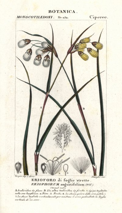 Bomullsgräs eller bomullssvala, Eriophorum angustifolium av Stanghi Stanghi