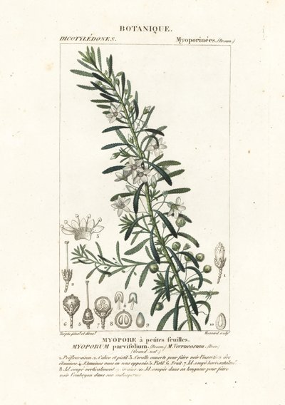 Krypande boobialla, Myoporum parvifolium av Stanghi Stanghi