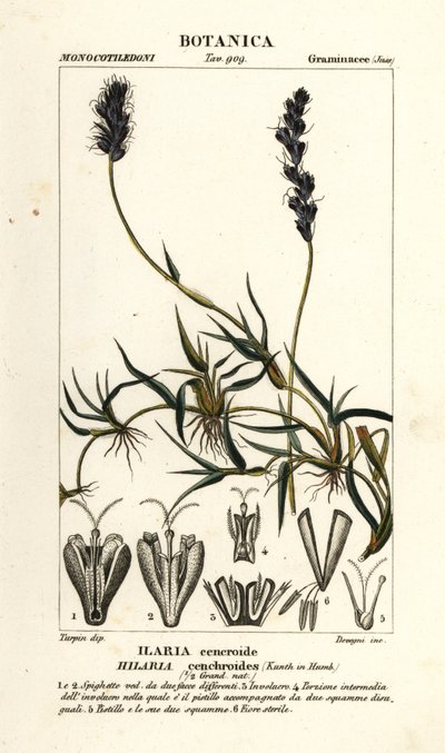 Lockigt mesquite, Hilaria cenchroides av Stanghi Stanghi