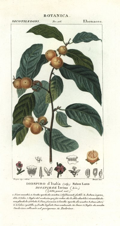 Dadelplommon, Diospyros lotus av Stanghi Stanghi