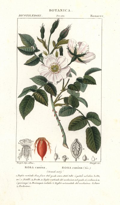 Hundros, Rosa canina av Stanghi Stanghi
