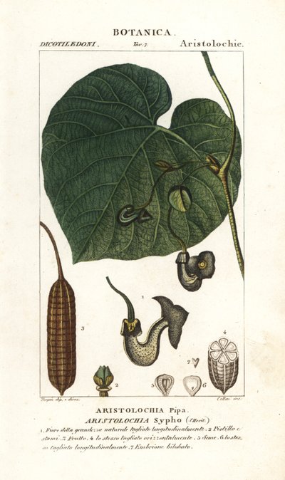 Holländarens pipa eller vinranka, Aristolochia macrophylla av Stanghi Stanghi